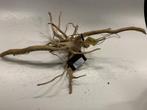Spiderwood Selected SW72 - 60x43x32cm (Spider wood), Dieren en Toebehoren, Ophalen of Verzenden, Nieuw, Plant(en), Steen of Hout