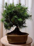 Den bonsai (Pinus) - Hoogte (boom): 27 cm - Diepte (boom):