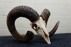 Mouflon Schedel - Ovis a musimon - 28 cm - 27 cm - 42 cm-, Nieuw