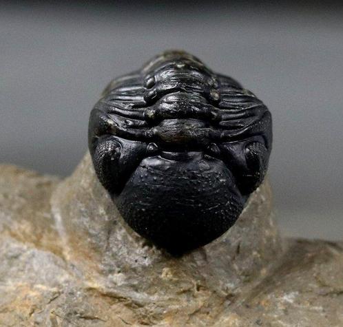 Trilobiet - Gefossiliseerd dier - Austerops smoothops - 5.8, Verzamelen, Mineralen en Fossielen