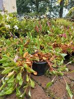 Persicaria Affinis Darjeeling Red, Tuin en Terras, Ophalen