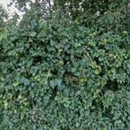 Woning te huur in Land van Cuijk - 379 m² - 1 kamer(s), Overige soorten, Land van Cuijk, Noord-Brabant