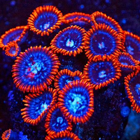 Zoanthus Fire &amp; Ice S (4-5 poliepen), Dieren en Toebehoren, Vissen | Aquaria en Toebehoren, Ophalen of Verzenden