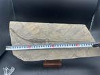 Fossiele matrix - Hyphalosaurus sp. - 40 cm - 16 cm (Zonder, Verzamelen, Mineralen en Fossielen