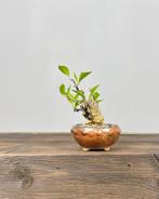 Magnolia stellata bonsai - Hoogte (boom): 13 cm - Diepte