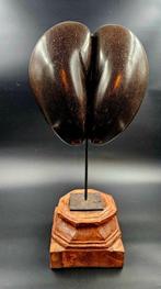 Coco de mer Taxidermie volledige montage - Lodoicea, Antiek en Kunst