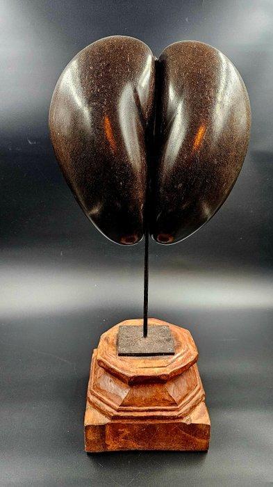 Coco de mer Taxidermie volledige montage - Lodoicea, Antiek en Kunst, Curiosa en Brocante