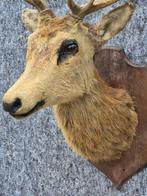Edelhert Taxidermie wandmontage - Cervus elaphus - tête en, Nieuw
