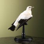 Duif Taxidermie volledige montage - Columba livia domestica, Verzamelen, Dierenverzamelingen, Nieuw