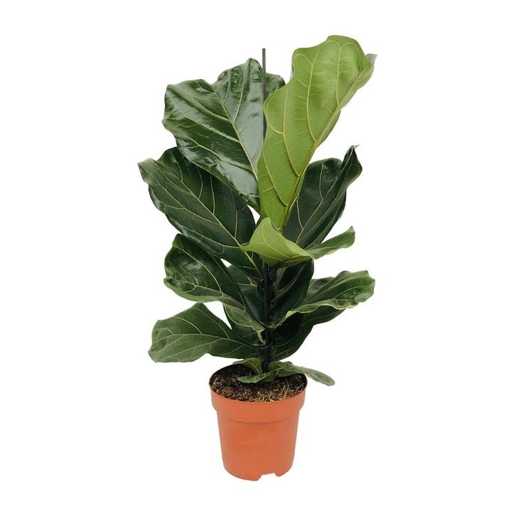 Ficus Lyrata - Ø17cm - 75cm, Tuin en Terras, Bloembollen en Zaden, Verzenden