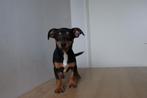 Black and Tan mooie jacks te koop, Parvo, Jack Russell Terriër, 8 tot 15 weken, Meerdere
