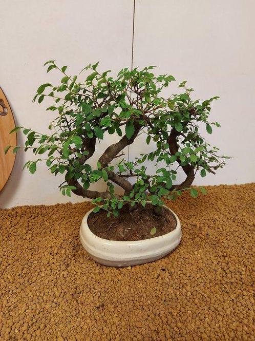 Japanese iep bonsai (Zelkova) - Hoogte (boom): 28 cm -, Antiek en Kunst, Curiosa en Brocante