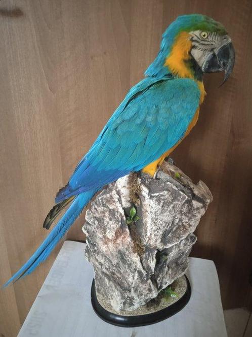 blauwe en gele ara Taxidermie volledige montage - Ara, Verzamelen, Dierenverzamelingen