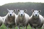 Noordhollander schapen. Schapen stamboek. Lammeren van 2023, Dieren en Toebehoren, Schapen, Geiten en Varkens, Schaap, Vrouwelijk