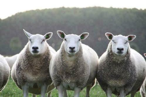 Noordhollander schapen. Schapen stamboek. Lammeren van 2025, Dieren en Toebehoren, Schapen, Geiten en Varkens, Schaap, Vrouwelijk