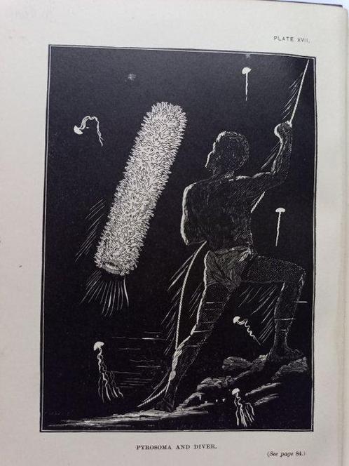 Charles Frederick Holder - Living Lights: A Popular Account, Antiek en Kunst, Antiek | Boeken en Bijbels
