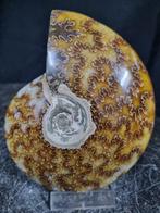 Beautiful big Ammonite with beautiful pattern -