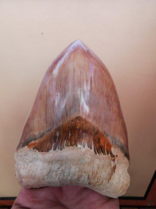Haai - Fossiele tand - otodus megalodon - 13 cm - 8.65 cm, Verzamelen, Mineralen en Fossielen