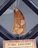 Carcharodontosaurus - Fossiele tand - Carcharodontosaurus, Verzamelen