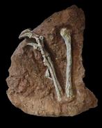 Fossiel bot - Archaeopteryx - 25 cm, Verzamelen, Mineralen en Fossielen