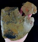 Indrukwekkende Hyolitha !!! - Gefossiliseerd dier -, Verzamelen, Mineralen en Fossielen