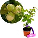 Corylus Tonda Romana + Pot 12cm, Verzenden, Halfschaduw