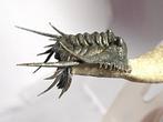 Trilobiet - Gefossiliseerd dier - Leonspis - 3.5 cm