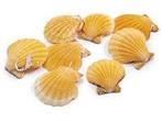 Pecten vexillum orange – ca. 4 cm 1 kg oranje jacobsschelp, Hobby en Vrije tijd, Knutselen, Ophalen of Verzenden, Nieuw