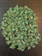 Lego - Speelgoed New Plant Leaves 4 x 3 Sand Green 350pcs, Nieuw