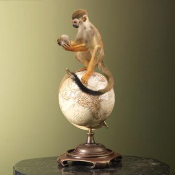 Doodshoofdaapje Taxidermie Opgezette Dieren By Max beschikbaar voor biedingen
