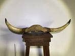 Koe Taxidermie hoofdmontage - Bos Taurus - 10 cm - 80 cm -