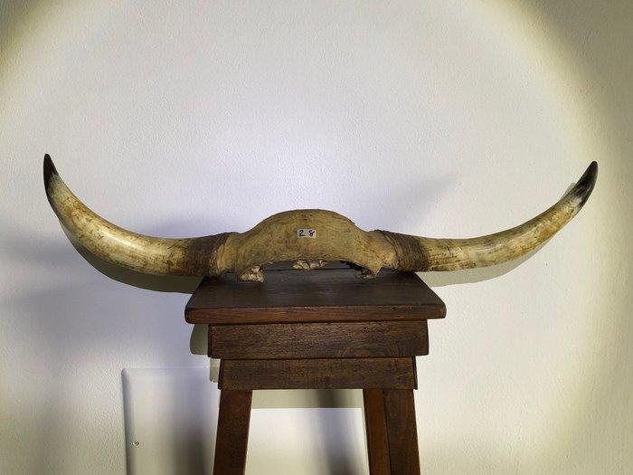 Koe Taxidermie hoofdmontage - Bos Taurus - 10 cm - 80 cm -, Antiek en Kunst, Curiosa en Brocante
