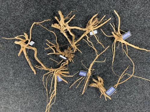 Drift wood 10-20cm - extra fijn vertakt hout, Dieren en Toebehoren, Vissen | Aquaria en Toebehoren, Plant(en), Steen of Hout, Nieuw