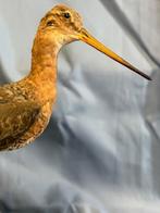 Prinselijke parel Taxidermie volledige montage - Limosa, Nieuw