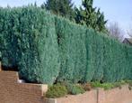 Blauwe Californische Cipres Chamaecyparis lawsoniana, Tuin en Terras