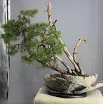 Den bonsai (Pinus) - Hoogte (boom): 70 cm - Diepte (boom):