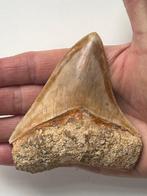 Megalodon tand 10,1 cm - Fossiele tand - Carcharocles