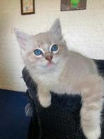 De liefste ragdoll kittens, met stamboom, ouders getest, Kater, Ontwormd, 0 tot 2 jaar