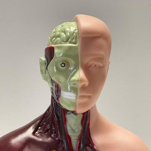 Anatomisch model - Kunststof - 2000-2010, Antiek en Kunst, Antiek | Wandborden en Tegels