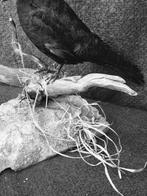Raaf freux Taxidermie wandmontage - Corvus frugeligus -, Nieuw