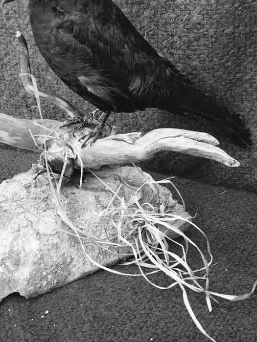 Raaf freux Taxidermie wandmontage - Corvus frugeligus -, Verzamelen, Dierenverzamelingen