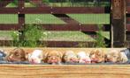 ARFE stamboom-registratie | Een stamboom voor iedere hond.