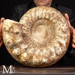 Monumentale getuigenis uit het Midden-Jura - Reuze fossiele