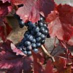 Sierdruif - Vitis vinifera ‘Purpurea’ - 60-80 cm, Tuin en Terras, Ophalen of Verzenden
