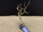 Osaka Bonsai Tree nr 7 - 15x9x27cm - aquascaping boom, Ophalen of Verzenden, Nieuw, Plant(en), Steen of Hout