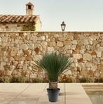 Actie Yucca Rostrata | 130 - 150 cm - Ø50cm nu voor 333.95, Tuin en Terras, Verzenden