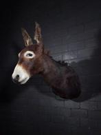 African Wild Donkey Taxidermie wandmontage - Equus africanus, Nieuw