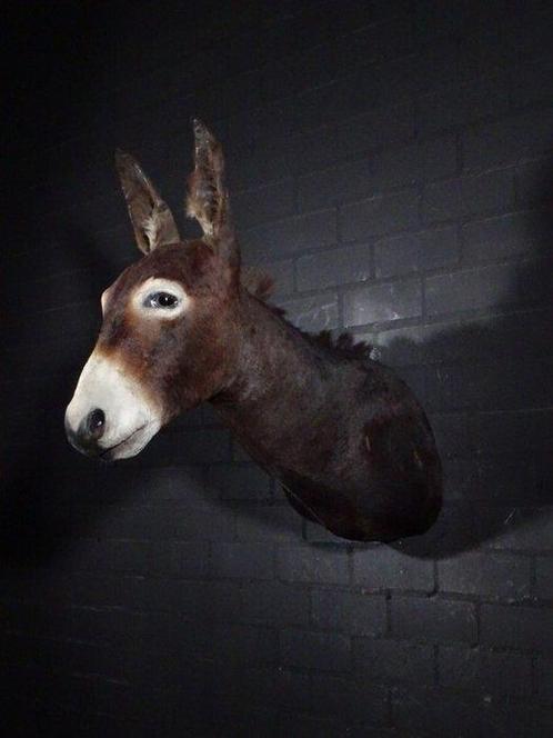 African Wild Donkey Taxidermie wandmontage - Equus africanus, Verzamelen, Dierenverzamelingen