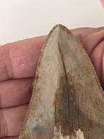 Megalodon - Fossiele tand - 10.3 cm, Antiek en Kunst, Curiosa en Brocante