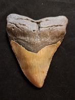 Megalodon - Fossiele tand - BIG USA MEGALODON TOOTH - 12.7, Verzamelen